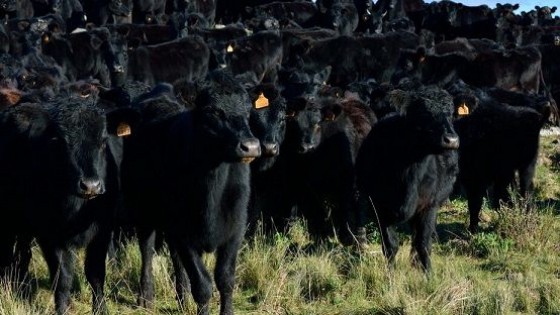 Plazarural: ''Plazo, calidad y los mejores Angus'' — Mercados — Dinámica Rural | El Espectador 810