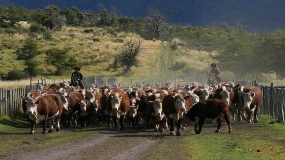 Plazarural colocó el 95% de la oferta — Mercados — Dinámica Rural | El Espectador 810