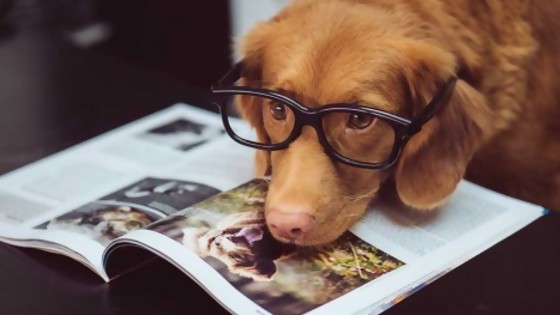 Mitos caninos — Perros y gatos: curiosidades que no muerden — Bien Igual | El Espectador 810