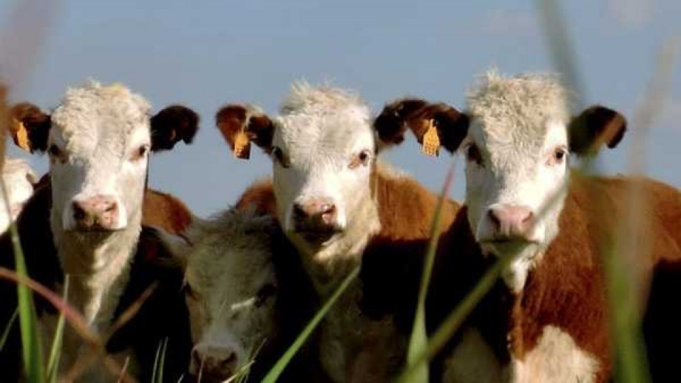 Manejo: En el entore se recomienda 'apartar las vacas de menor CC' —  Ganadería — Dinámica Rural | El Espectador 810