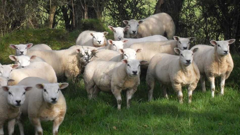 La raza ovina que se consolida en la ovinicultura nacional trasciende fronteras y se posiciona en países como Paraguay —  Audios — Dinámica Rural | El Espectador 810