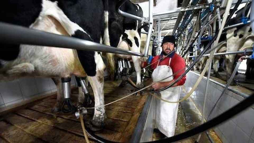 En mayo, Conaprole mantiene el precio promedio en 10.48 pesos por litro con respaldo de 100% de capital lácteo —  Lechería — Dinámica Rural | El Espectador 810