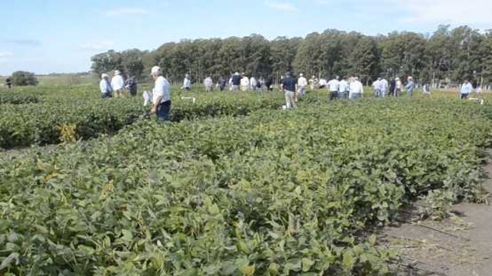 La falta de lluvias incide en la etapa reproductiva de la soja —  Agricultura — Dinámica Rural | El Espectador 810