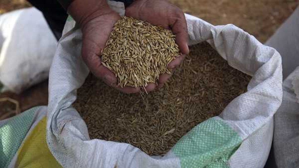 ADP promueve nuevas variedades en trigo para la campaña 19/20  —  Audios — Dinámica Rural | El Espectador 810