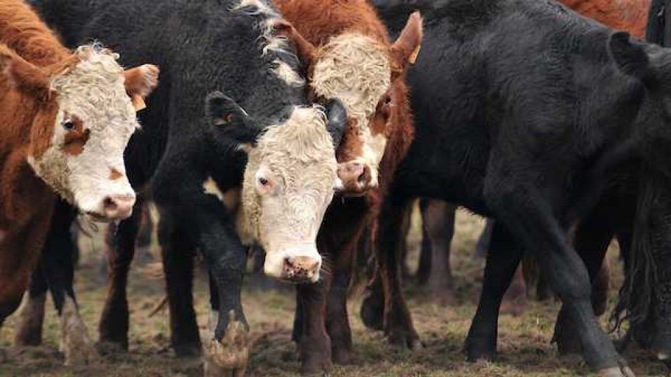 Haciendas: 'Estamos ante un escenario con incertidumbre, pero que sigue siendo bueno para la ganadería' —  Ganadería — Dinámica Rural | El Espectador 810