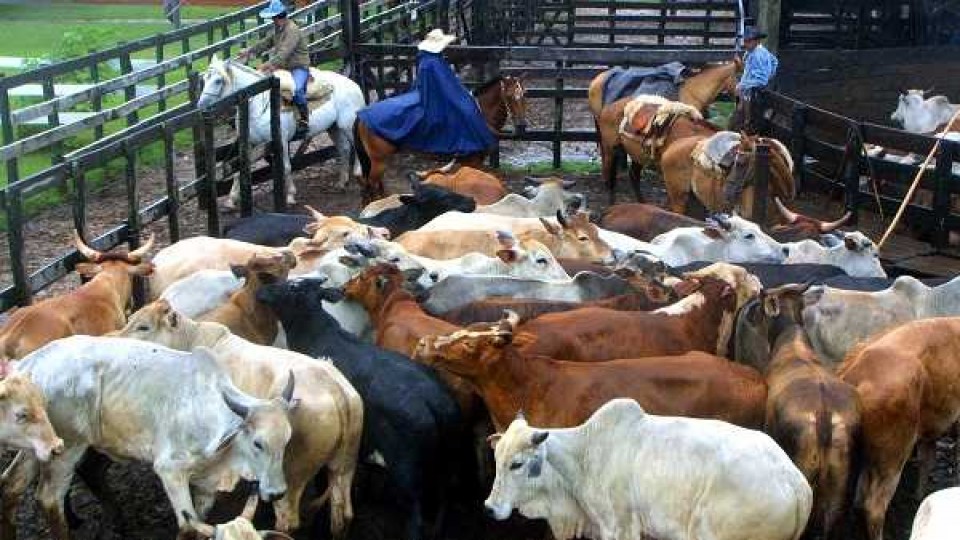 A Paraguay 'el consumidor le paga' con precios a la baja por no tener información más detallada de su ganadería —  Ganadería — Dinámica Rural | El Espectador 810