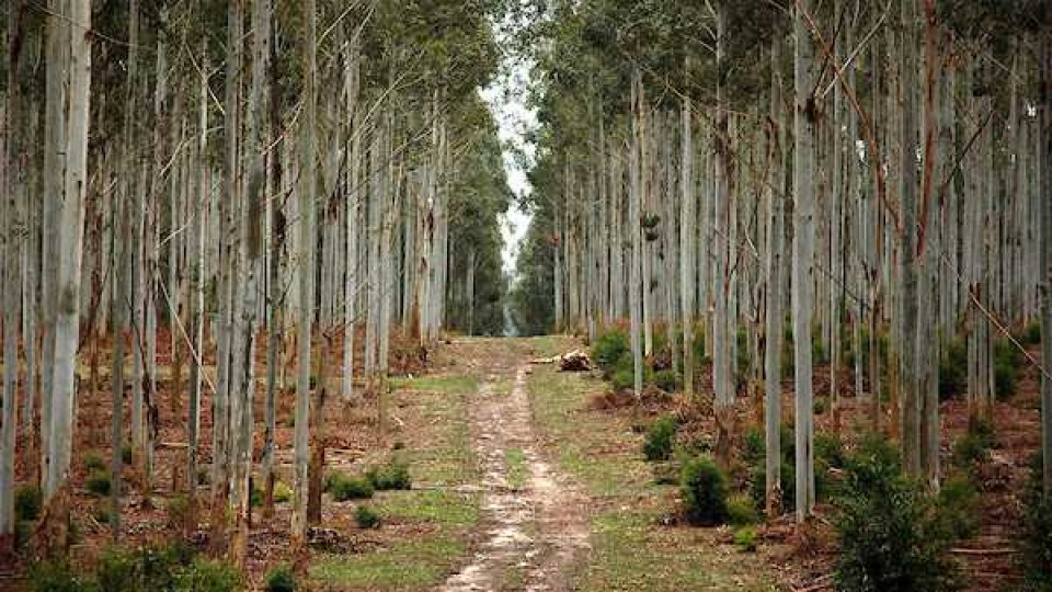 En la recría de terneros, la forestación ayuda con sombra y abrigo —  Ganadería — Dinámica Rural | El Espectador 810