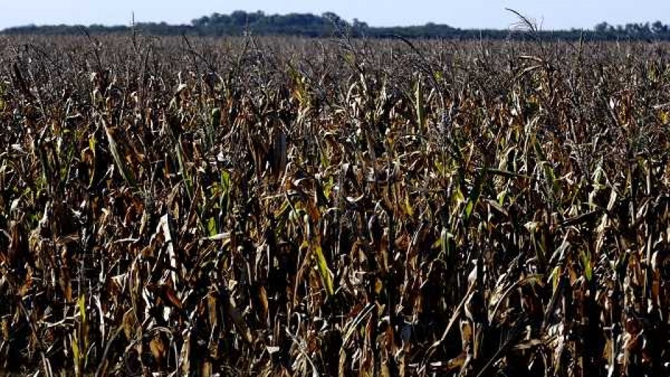 El maíz dado la inestabilidad de la soja crecerá en área, estiman más de un 10% —  Agricultura — Dinámica Rural | El Espectador 810