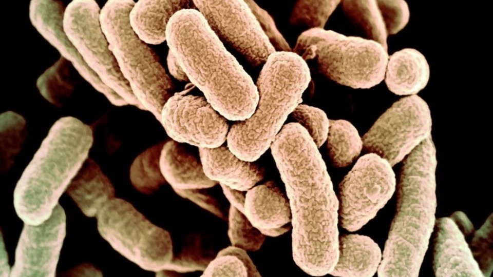 Una bacteria totalmente artificial: ¿estamos frente a una nueva forma de vida? —  Gianfranco Grompone — No Toquen Nada | El Espectador 810