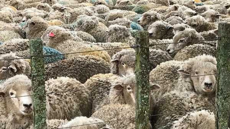 Es preciso realizar revisiones sanitarias en ovinos previo al invierno —  Ganadería — Dinámica Rural | El Espectador 810