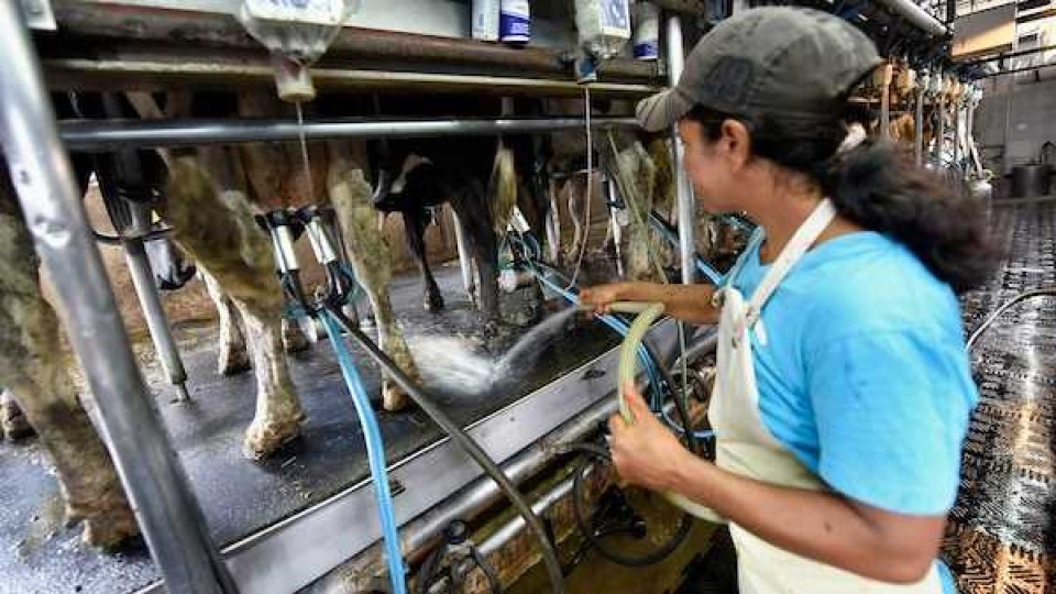 Productores lecheros son optimistas en que cuando se recupere la situación de Conaprole recibirán mejor precio de la leche —  Audios — Dinámica Rural | El Espectador 810