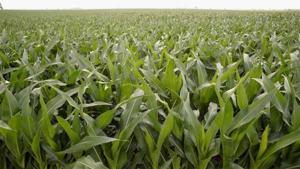 El maíz se perfila para captar área que podrían dejar otros cultivos estivales —  Agricultura — Dinámica Rural | El Espectador 810