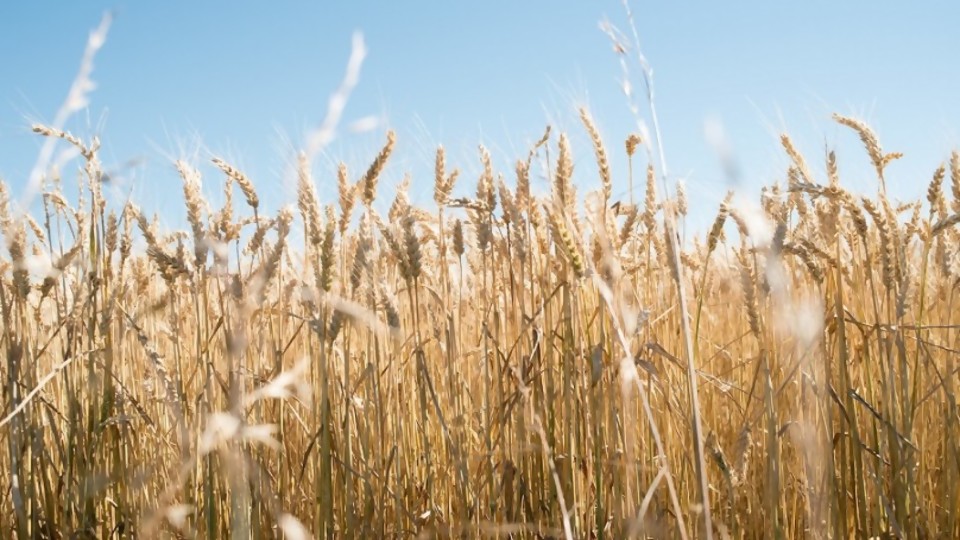 Previo a la cosecha de trigo, el cultivo tiene un potencial positivo en su llenado de grano —  Agricultura — Dinámica Rural | El Espectador 810
