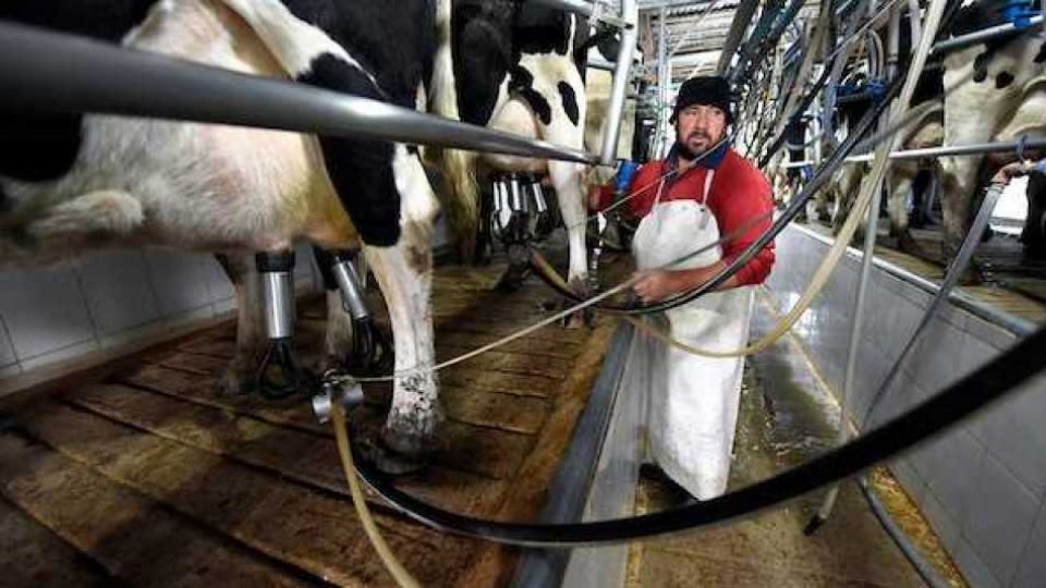 Productores lecheros entregan este martes un estado de situación a Tabaré Vázquez  —  Lechería — Dinámica Rural | El Espectador 810
