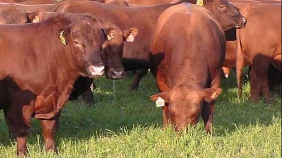 Limangus: en la nueva ganadería ‘se destaca por su eficiencia productiva y reproductiva’ —  Ganadería — Dinámica Rural | El Espectador 810