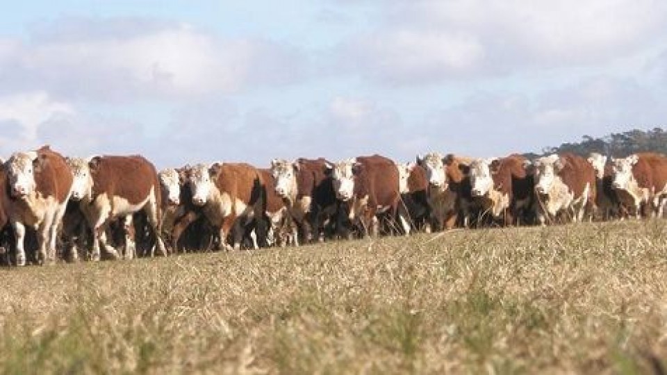 Pages Mañay remata 2.000 vacunos —  Mercados — Dinámica Rural | El Espectador 810