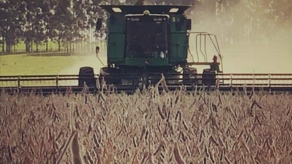 G. Carballal: ''En soja los rindes van desde 1.500 a 2.500 kilos por há'' —  Agricultura — Dinámica Rural | El Espectador 810