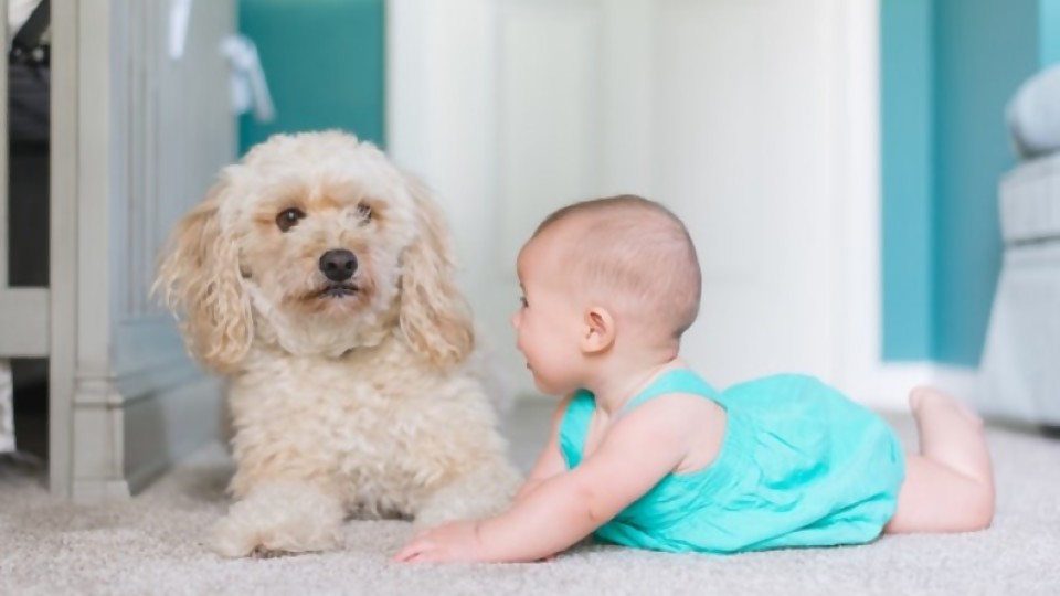 Mascotas y bebés —  Perros y gatos: curiosidades que no muerden — Bien Igual | El Espectador 810