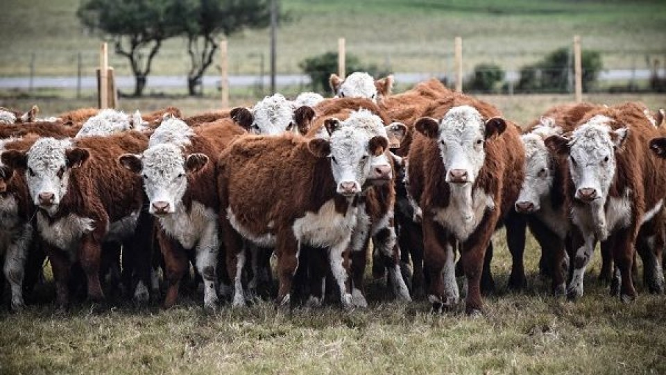 Parada del Ternero con más de 1.500 reses —  Mercados — Dinámica Rural | El Espectador 810