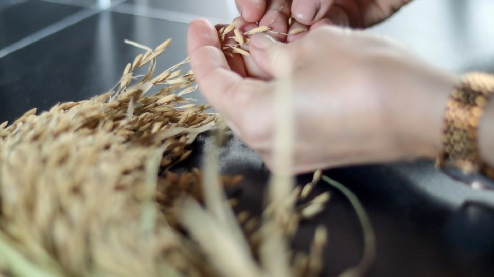 El arroz, su cultivo, su química y sus secretos en la cocina —  Leticia Cicero — No Toquen Nada | El Espectador 810