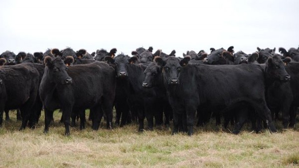 Plazarural colocó el 95% de los terneros, con un promedio de 2.27 dól/kgs —  Mercados — Dinámica Rural | El Espectador 810