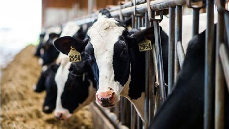 A pesar del aumento de los granos, la lechería aumentó un 4.5% más su producción —  Lechería — Dinámica Rural | El Espectador 810