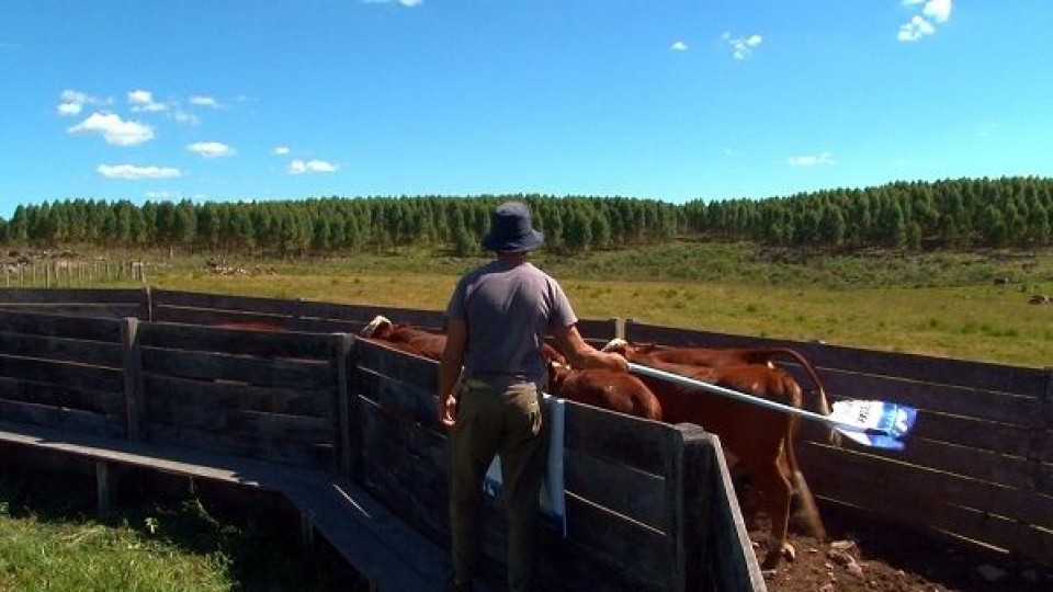 M. Del Campo: ''Al bienestar animal hay qué garantizarlo con ciencia, investigación, articulación y ejecución'' —  Política — Dinámica Rural | El Espectador 810