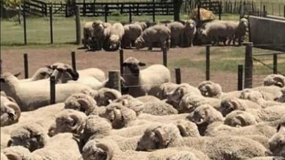 A. Echeverría: ''Vemos un escenario promisorio para el rubro ovino'' —  Ganadería — Dinámica Rural | El Espectador 810