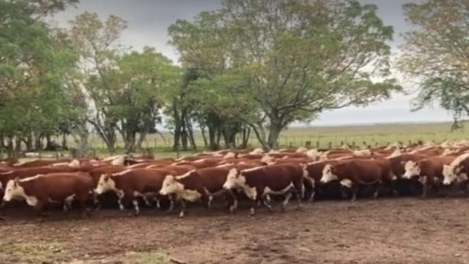 Feria Ganadera: ''San Gabriel'' remata más de 500 vacunos —  Mercados — Dinámica Rural | El Espectador 810