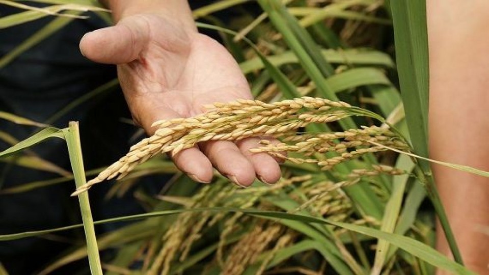 Se fijó el precio provisorio del arroz en 12.30 dólares —  Agricultura — Dinámica Rural | El Espectador 810