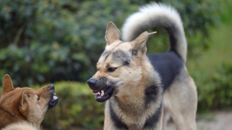 La agresividad entre perros que viven juntos —  Perros y gatos: curiosidades que no muerden — Bien Igual | El Espectador 810