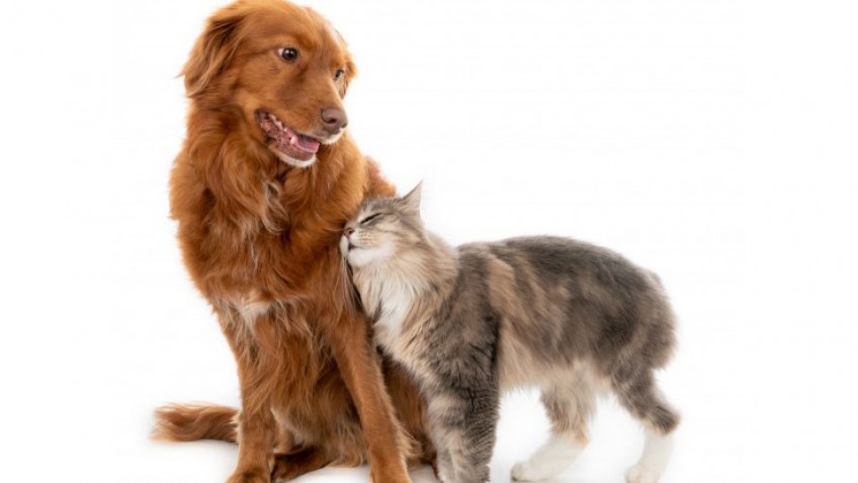 Lenguaje corporal de los animales —  Perros y gatos: curiosidades que no muerden — Bien Igual | El Espectador 810