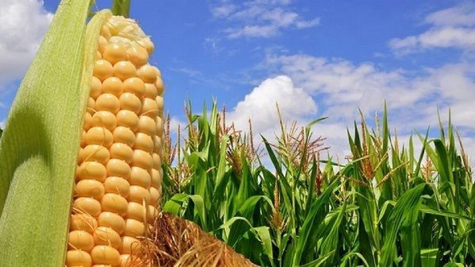 Prolesa promueve reserva temprana de maíces hasta el 31 de julio —  Lechería — Dinámica Rural | El Espectador 810