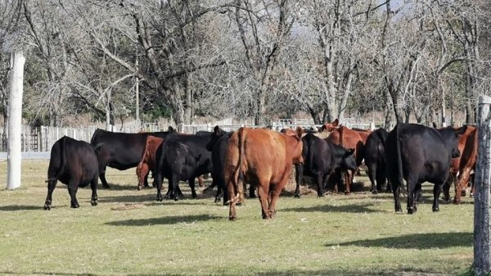 Plazarural, en su remate 236, con entre 14 y 15 mil vacunos —  Mercados — Dinámica Rural | El Espectador 810