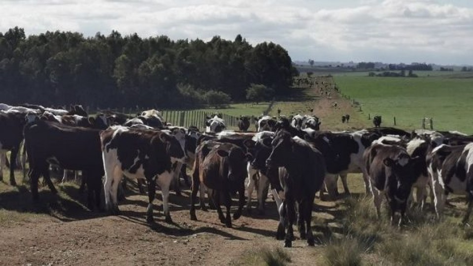 M. Santoro: ''En lechería, es clave simplificar con énfasis en el manejo y la producción'' —  Lechería — Dinámica Rural | El Espectador 810