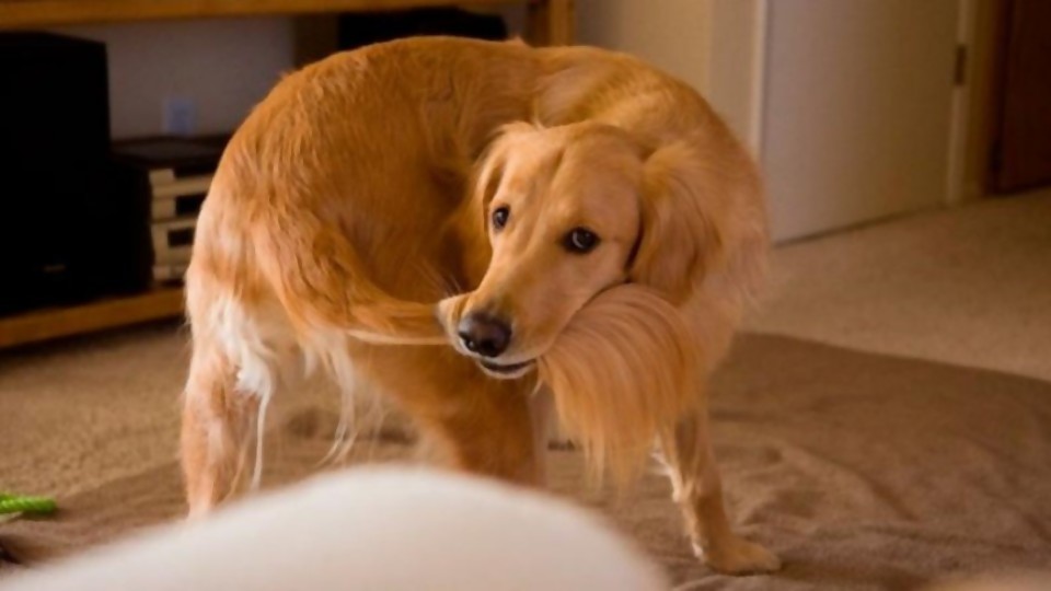 Trastornos compulsivos —  Perros y gatos: curiosidades que no muerden — Bien Igual | El Espectador 810