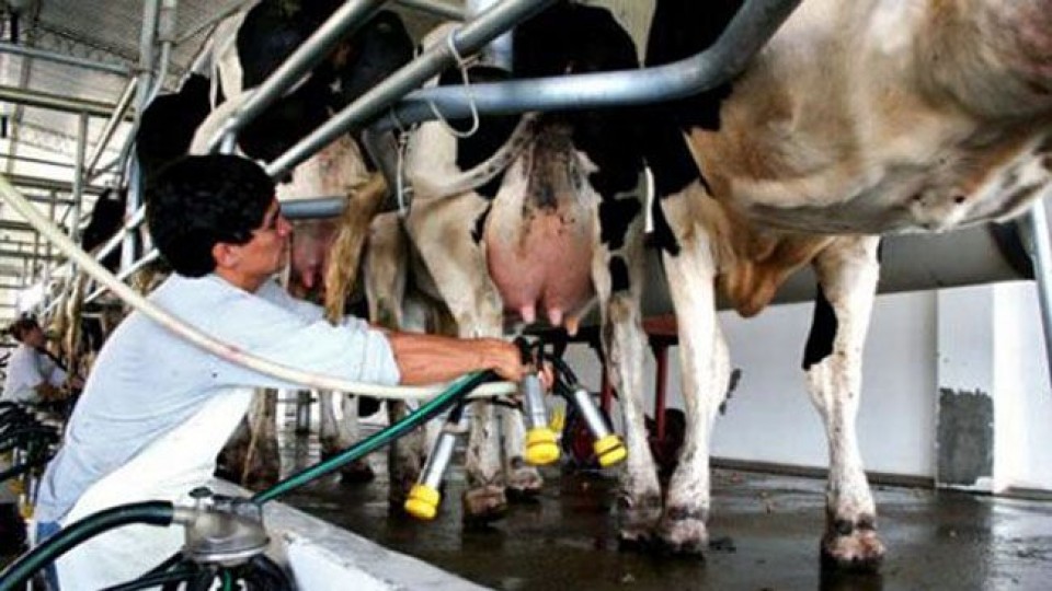 C. Torterolo: ''Queremos contribuir con el productor lechero'' —  Lechería — Dinámica Rural | El Espectador 810