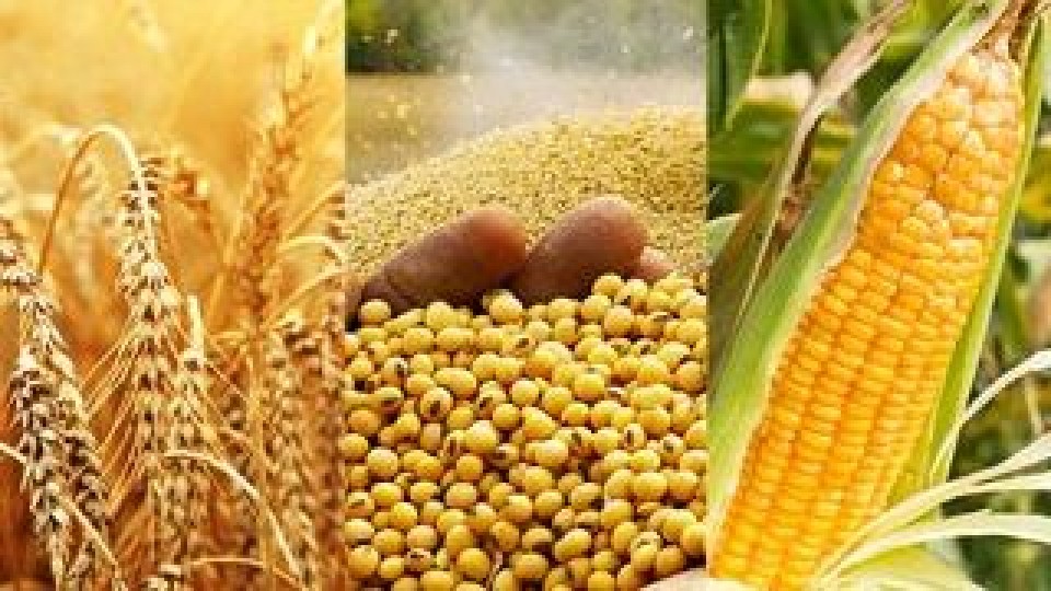 USDA recortó expectativas de rendimiento en soja, maíz y trigo  —  Comercio Exterior — Dinámica Rural | El Espectador 810