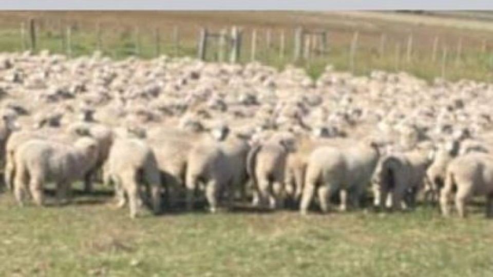 Zafra ovina: ''Hay optimismo en el rubro, tanto para la carne como para la lana'' —  Ganadería — Dinámica Rural | El Espectador 810