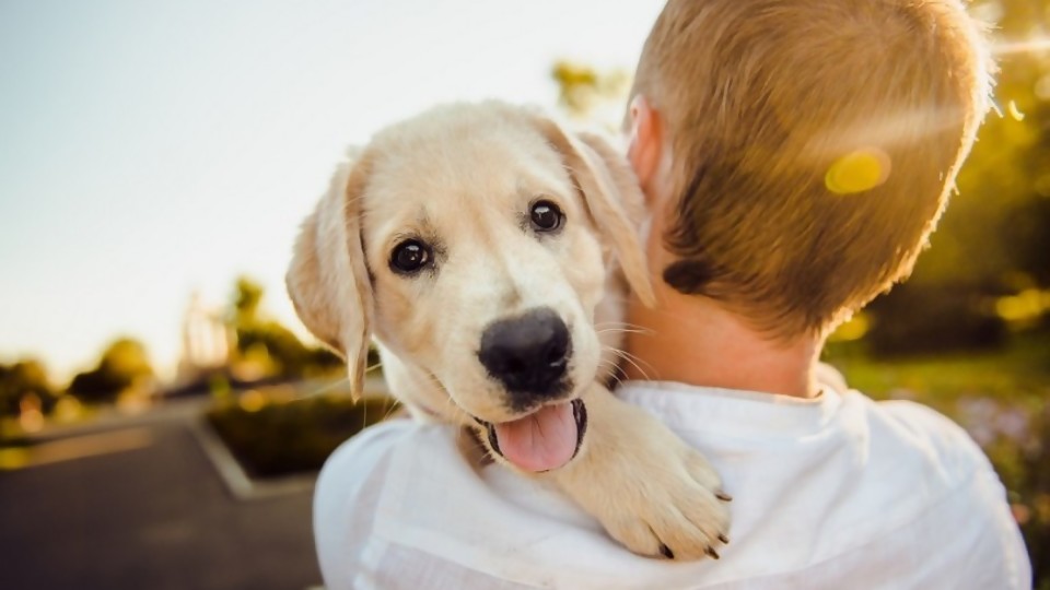 ¿Cuál es el origen de la frase “el perro es el mejor amigo del hombre”? —  ¡Qué animal! — Abran Cancha | El Espectador 810