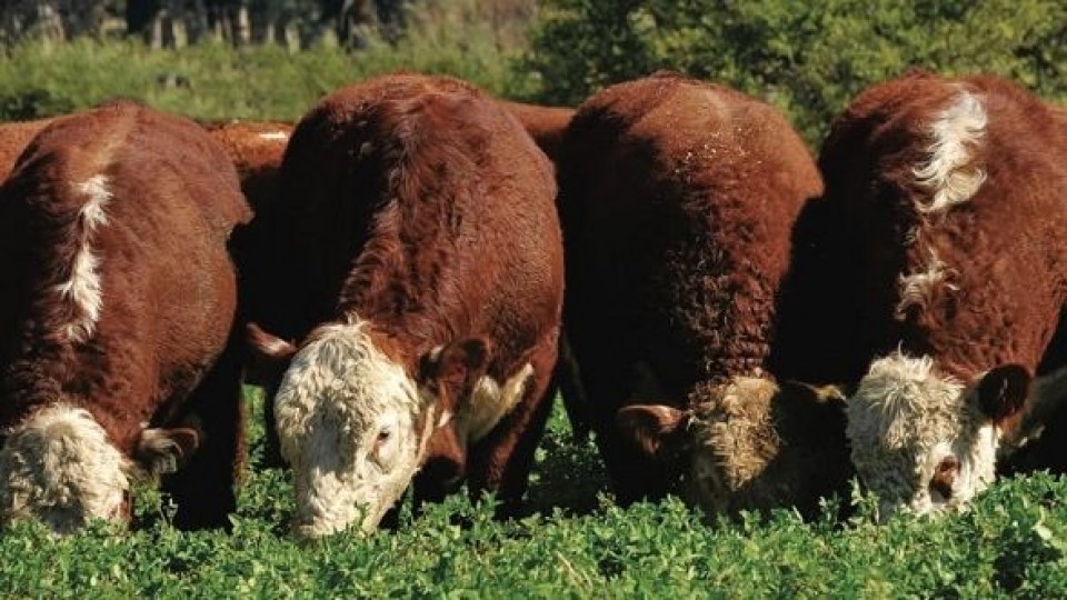 Hereford y Kiyú, ''marca registrada'' —  Zafra — Dinámica Rural | El Espectador 810