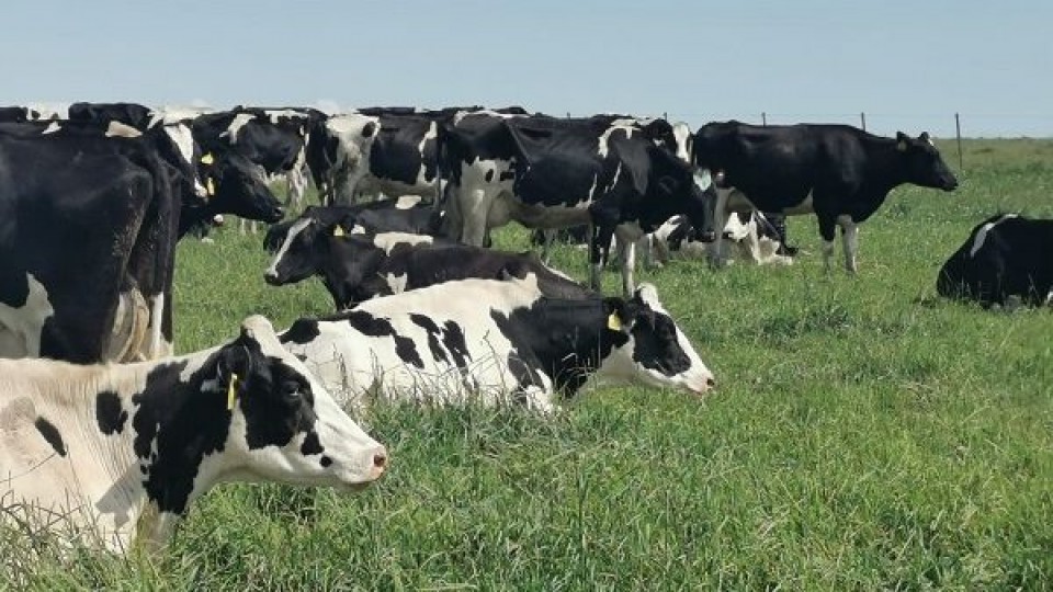 ¿Estancamiento en ganado de producción?  —  Lechería — Dinámica Rural | El Espectador 810