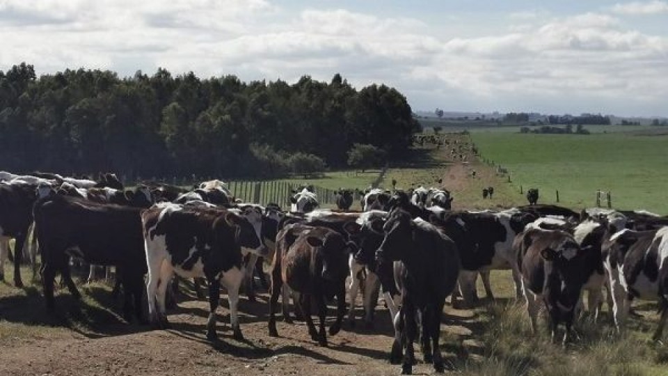 ''El productor lechero sigue apostando a producir más'' —  Lechería — Dinámica Rural | El Espectador 810