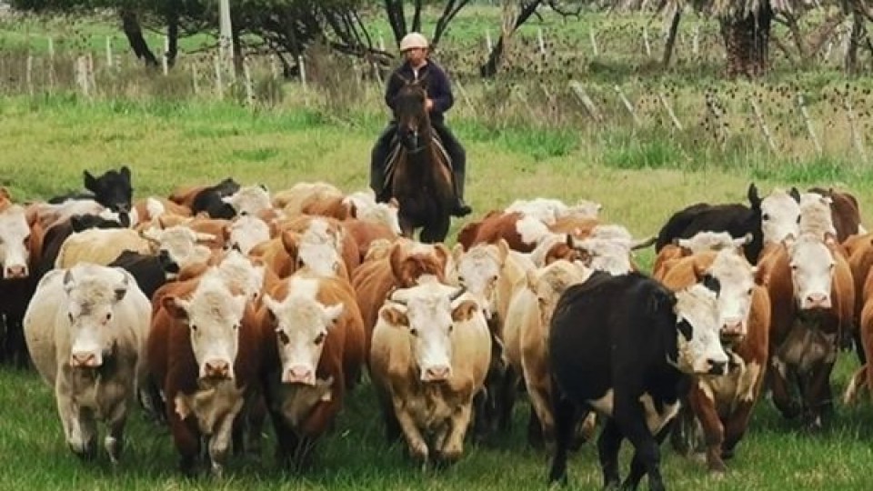 A. Bertucci: ''Los ganados ingresaron a la primavera con buena condición corporal'' —  Extensión — Dinámica Rural | El Espectador 810