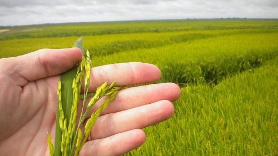 Hasta el momento se ha implantado el 34% del área de arroz —  Agricultura — Dinámica Rural | El Espectador 810