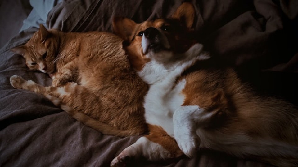 El cáncer en perros y gatos —  Perros y gatos: curiosidades que no muerden — Bien Igual | El Espectador 810