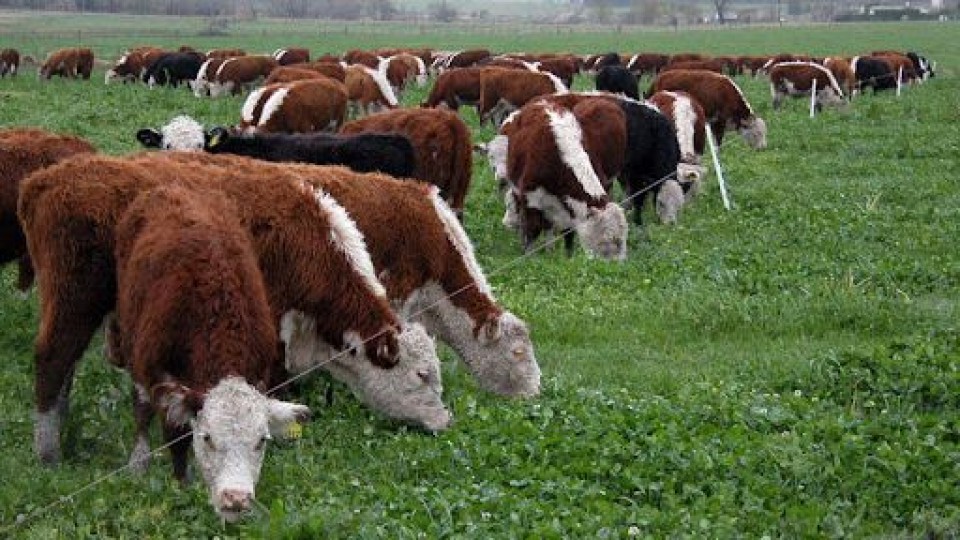 ¿Cómo hacer para capitalizar el momento actual de precios de la carne? —  Investigación — Dinámica Rural | El Espectador 810