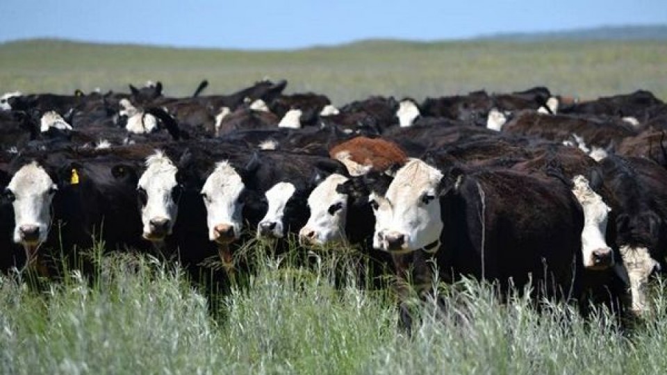 Bachino vende 1.000 vacunos de calidad —  Mercados — Dinámica Rural | El Espectador 810