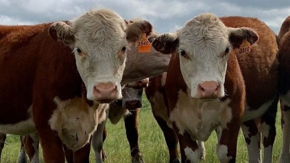 Pantalla Uruguay: Se viene la Ganadera Hereford, un clásico de primavera —  Mercados — Dinámica Rural | El Espectador 810