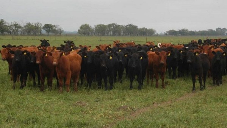 Unos 17.000 vacunos y 1.600 ovinos en dos jornadas de Plaza Rural —  Ganadería — Dinámica Rural | El Espectador 810